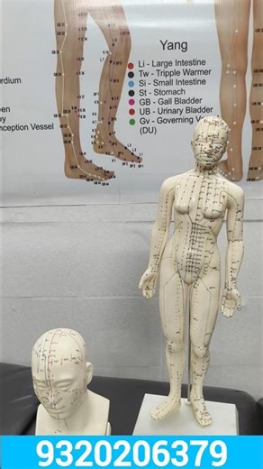 Acupressure Acupuncture Meridian Points Model All Channels Point Dummy #AcupunctureModel #shots