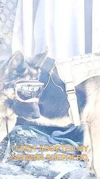 Easy German Shepherd Routines to improve your bond. #germanshepherd #gsds