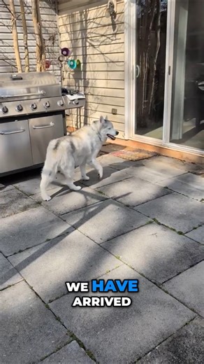 Our Virginia Airbnb Arrival Dogs Explore Fenced Yard!