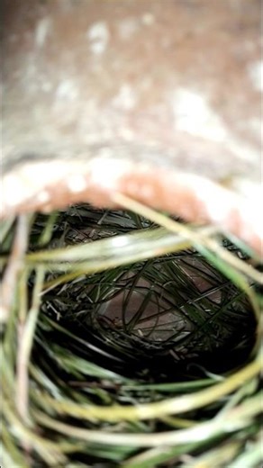 New Java Colony Nesting Update❣ #birds #birdsfarming #breedingpair #birdsounds #beauty #birdgroup