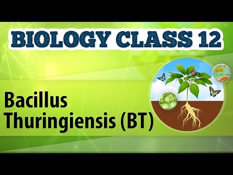 Bacillus Thuringiensis (BT) - Biotechnology Process and Application - Biology Class 12