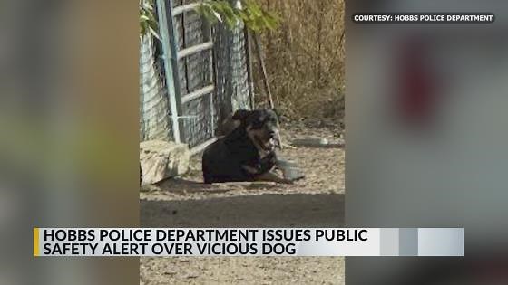 Hobbs police warn of dangerous stray dog