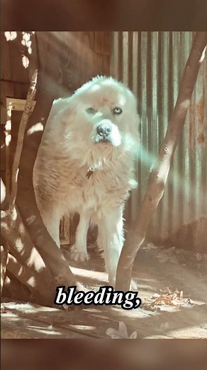 Dog Fights Off 11 Coyotes to Protect His Sheep — Then Returns Home ❤️| Heartmelting Loyalty #shorts