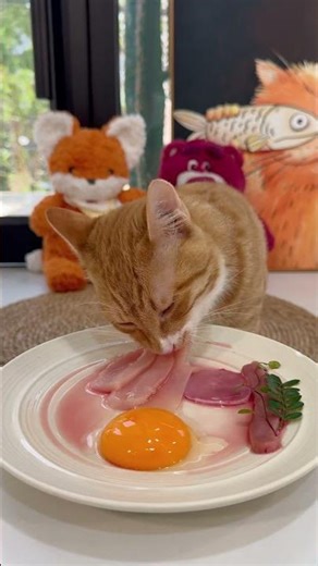 The delicious food in the world is like this cats cat eating show raw meat