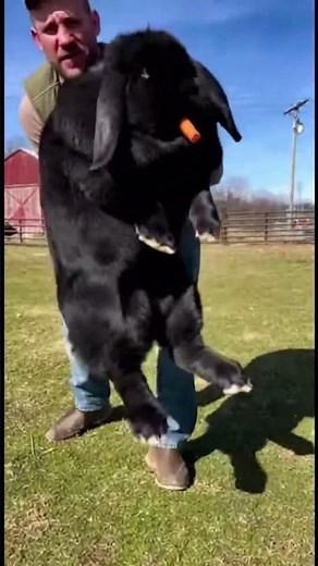 He’s The Size Of A BEAR! 😱 (The World’s Biggest Black Bunny) 🐰🥕✨