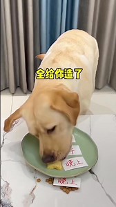 funny dog 🐕🤣🤣 #dog #funny #fyp #funnyvideos #funnydogs | FUNNY DOGS