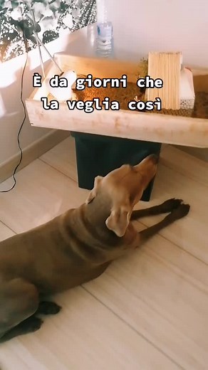 Curious Dog Observes Tortoise in Unique Behavior