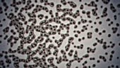 Microscopic plate of bacteria multiplying themselves in a seamless...
