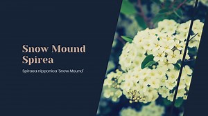 Snowmound Spirea Care