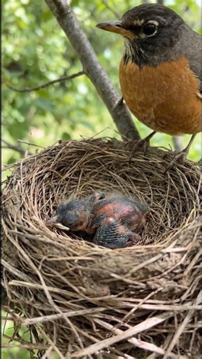Robin Chick First Moments | Nest Life Begins #RobinChick #Wildlife