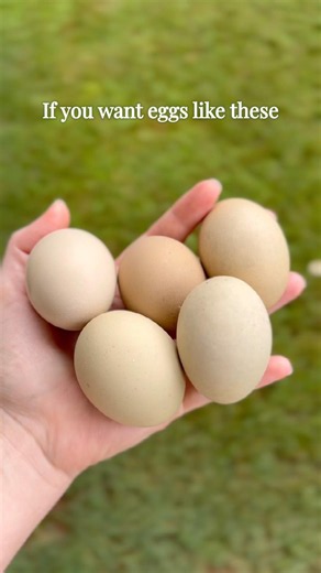 Olive Eggers are a fantastic addition to a flock 🐓 #chickens #hens #layinghens #farmfresheggs