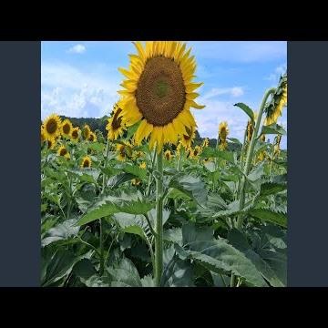 Whosoever (feat. SUNO AI App vocals, instrumental, arrangement)