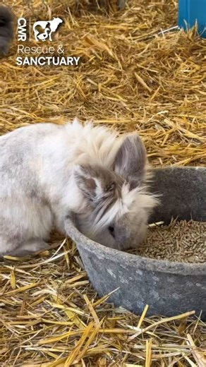 104 reactions · 20 shares | Looking for a new friend? These adoptable rabbits are ready to hop into your life. Fill out an application at www.cwrescue.org/adopt/ or learn more by emailing adopt@cwrescue.org. Adoption from Indian Trail, NC, by appointment only. #adoptdontshop #rescuebunnies #rescuerabbits #adoptableanimals #bunnylove #rabbitrescue #bunniesofinstagram #smallanimalrescue #adoptabun #supportanimalrescue #cwrescue | Carolina Waterfowl Rescue | Facebook
