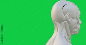 Man Mannequin rotating in loop with green screen background. Anatomy human body concept