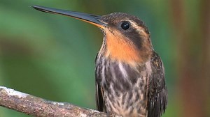 Hummingbird Field Guide Part 1