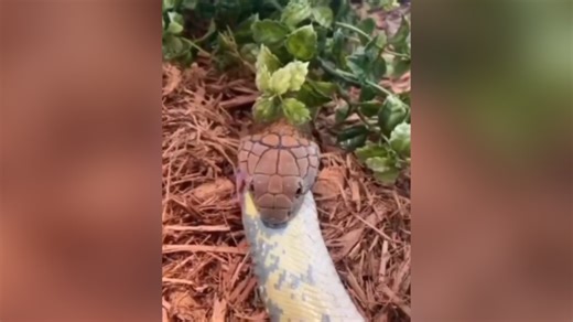 Viral Video: പെരുമ്പാമ്പിനെ നിമിഷങ്ങൾക്കകം അകത്താക്കി മറ്റൊരു ഭീമൻ പെരുമ്പാമ്പ്, വീഡിയോ വൈറൽ