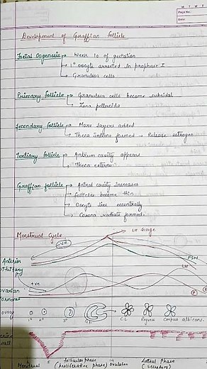 Class 12th Biology Chapter 2 Human Reproduction short notes