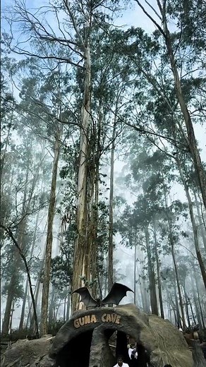 Planning a Kodaikanal trip? Save this guide for later 📍🌿 #kodaikanal #travelreels #nature