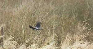 Hooded Crow bird in flight over field of tall grass slow motion