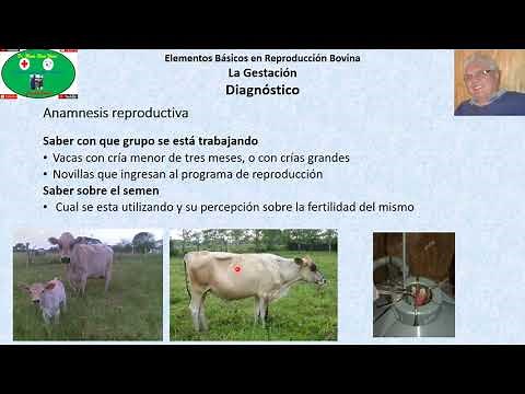 Gestación en Bovinos Parte 2: Diagnóstico