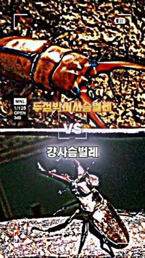두점박이사슴벌레 vs 걍사슴벌레