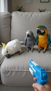 Parrots Pretend to Play Dead 😂🦜