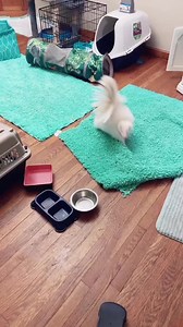 387K views · 6.3K reactions | I know Pepe, it’s not easy being an albino skunk with a cute face! #voiceeffects #SmellLikeIrishSpring #skunk #adorable #notaferret #albino | Pet Skunk | Facebook