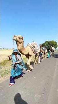 खेत पर ऊँट लेकर आ गये || 🐪 👻😳 #shorts #minivlog #youtubeshorts #viralshort #trendingvideo