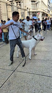 105K views · 2.3K reactions | GRINGO aka DRACO https://www.tiktok.com/@nexbenitez?_t=ZS-8vtxa7Z9Bgo&_r=1 Un agradecimiento especial al CHAMPI Handler Juan Areola @destacar | Nex Benítez | Facebook