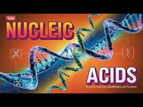 Nucleic Acids Explained: Structure, Function, Discovery and Classification of Nucleic Acids