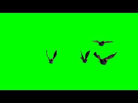 birds in flight - free green screen effects - free use