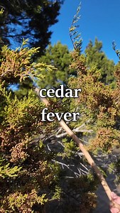 Huffing cedar pollen for fun & profit. Every day, I drink juniper needle tea and use their needles as a wonderfully fragrant incense. I eat thousands of the berries (fleshy cones) each year. It is my most-used firewood and its bark is all I use to start fires (tinder). I eat its sap, use its fresh needles for de-scenting, and its wood for any application in contact with the ground or water. For the historical Indigenous food uses of native juniper species, check out my book, “Native Food Plants 