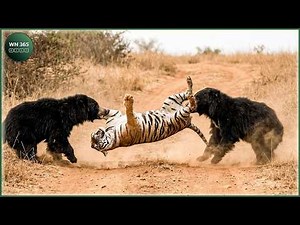 Sloth Bear: Fearless Survivor of the Wild Forest | Nature Animal Documentary