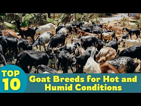 Top 10 Goat Breeds Perfect for Tropical Climates