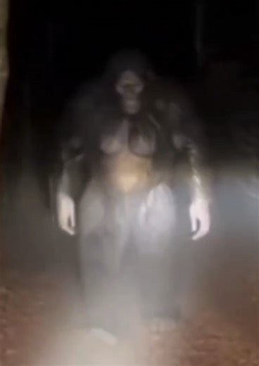 Utah Bigfoot Dashcam Footage: Provo Canyon Sasquatch Growl Captured on Camera During Terrifying Campsite Encounter A routine search for a campsite in Utah’s Provo Canyon turned into a night of sheer terror, all captured on a vehicle’s dashcam. The driver, navigating the remote backroads of the Uinta-Wasatch-Cache National Forest after dark, was scanning for a spot when the incident unfolded. The timestamped footage shows the truck slowing as it approaches a secluded pull-off surrounded by dense 