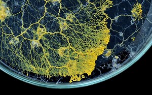 Le Blob, la nouvelle star du Parc zoologique de Paris