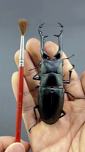 Dare to Encounter the Funny Beetle Fight Challenge?