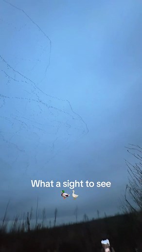 Insane amount of geese 🦆🪿 #duckseaon #duckhunting #waterfowlhunter #duckhunt #waterfowl