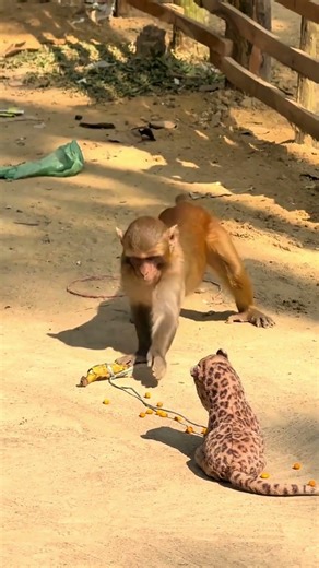 The monkey needs banana #funny
