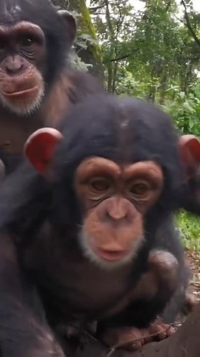 💚 Such a beautiful moment captured of Marco and Doura💚 Our primate family thrives on moments like these—of compassion, connection, and support. 🌿 Consider becoming a Primate Protector and be a part of sustaining these bonds of love. Your consistent support ensures ongoing care, rehabilitation, and protection for African primates in need ➡️https://support.pasa.org/campaign/primate-protectors/c441416 📹 @chimpanzee_conservation_center | PASA Primates: Pan African Sanctuary Alliance