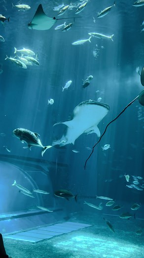 おすすめの美ら海水族館とジンベイザメ