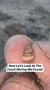 74K views · 1K reactions | Here is an Upper Cretaceous Gastropod and...