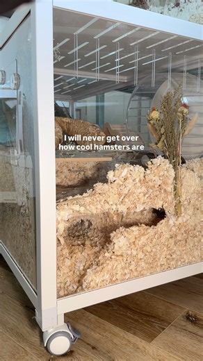 I just want to shrink down to their size 🥹 #syrianhamster #hamsterburrows