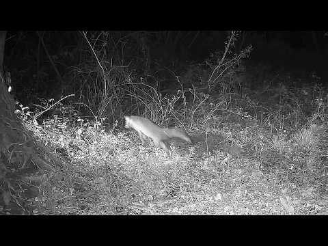 Red Fox Mom Performs a Perfect Fox Pounce and Catches a Mouse