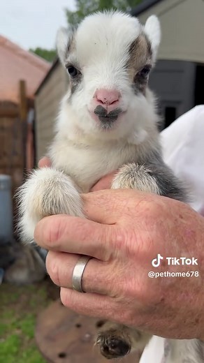 Funny and Cute Baby Goat Videos