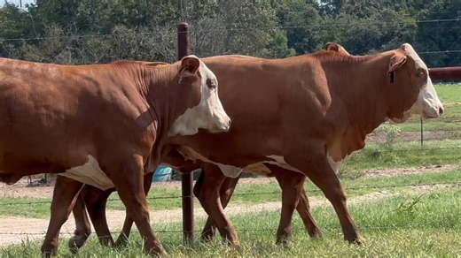 Lot #s 82 Golden Certified F1 Braford Open Heifers Consigned By REB TX Land & Cattle A Thick Made Set of F1 Braford Golden Certified Heifers! Four Heifers are sired by Mr V8 508/8 Full House who is an own son of Noble, and One Heifer is sired by Mr V8 154/9 Who is an own son of Mr V8 380/6, The Dams to these heifers will all be top end Registered Hereford Cows! Come see us September 27th 2025 at the Four County Auction Center in Industry, Tx at 12:00 Noon 💥To view the sale catalog visit WWW.CFP