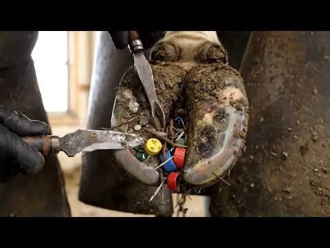 Cow Hoof RESTORATION // Satisfying // HORSE HOOF TRIMMING #004