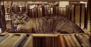 Browser The Cat, Who Lived In A US Library For 6 Years Has Just Been Sent An Eviction Notice - ScoopWhoop
