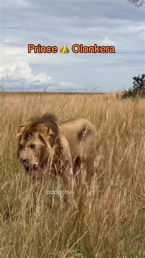 Olonkera mating with one of the Rekero BA girls Credit: papa chui #Olonkera #r5 #masaimaranationalpark #lion #wildlife