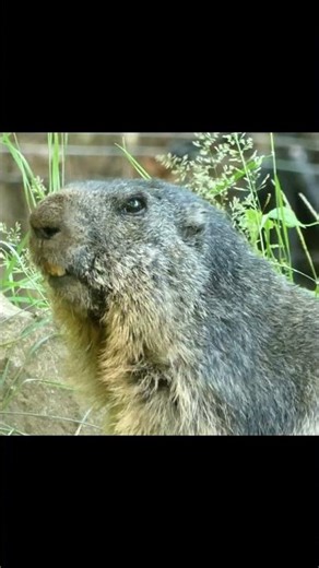 Dramatic Marmot | Cute and Funny Marmot #shorts #hamsters #funnyvideo
